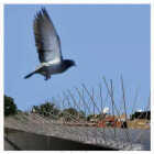 Bird-B-Gone 5 In. x 50 Ft. Stainless Steel Bird Repelling Spikes Image 2