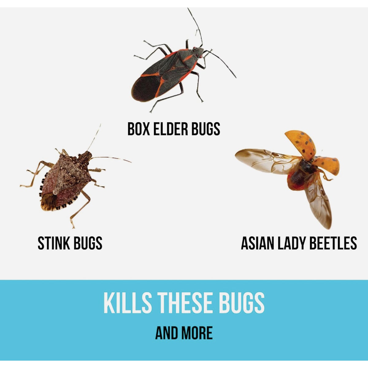 BUGG BUGGSLAYER 16 Oz. Concentrate Insecticide Image 2