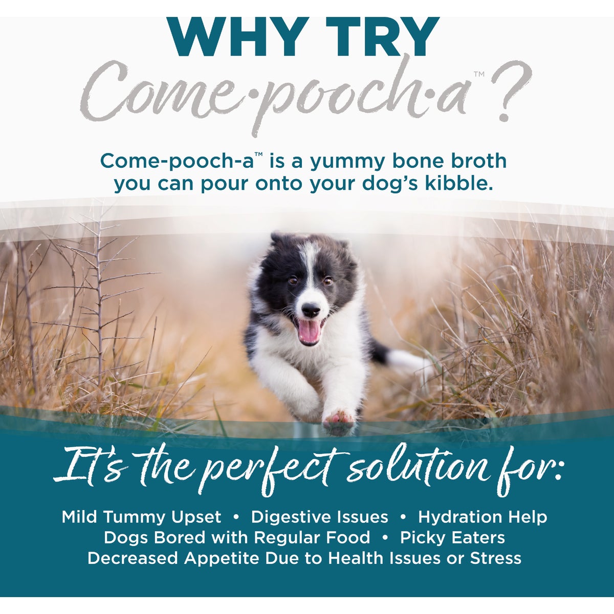 NutriSource Come-Pooch-a 12 Oz. Chicken Bone Broth Recipe Image 6