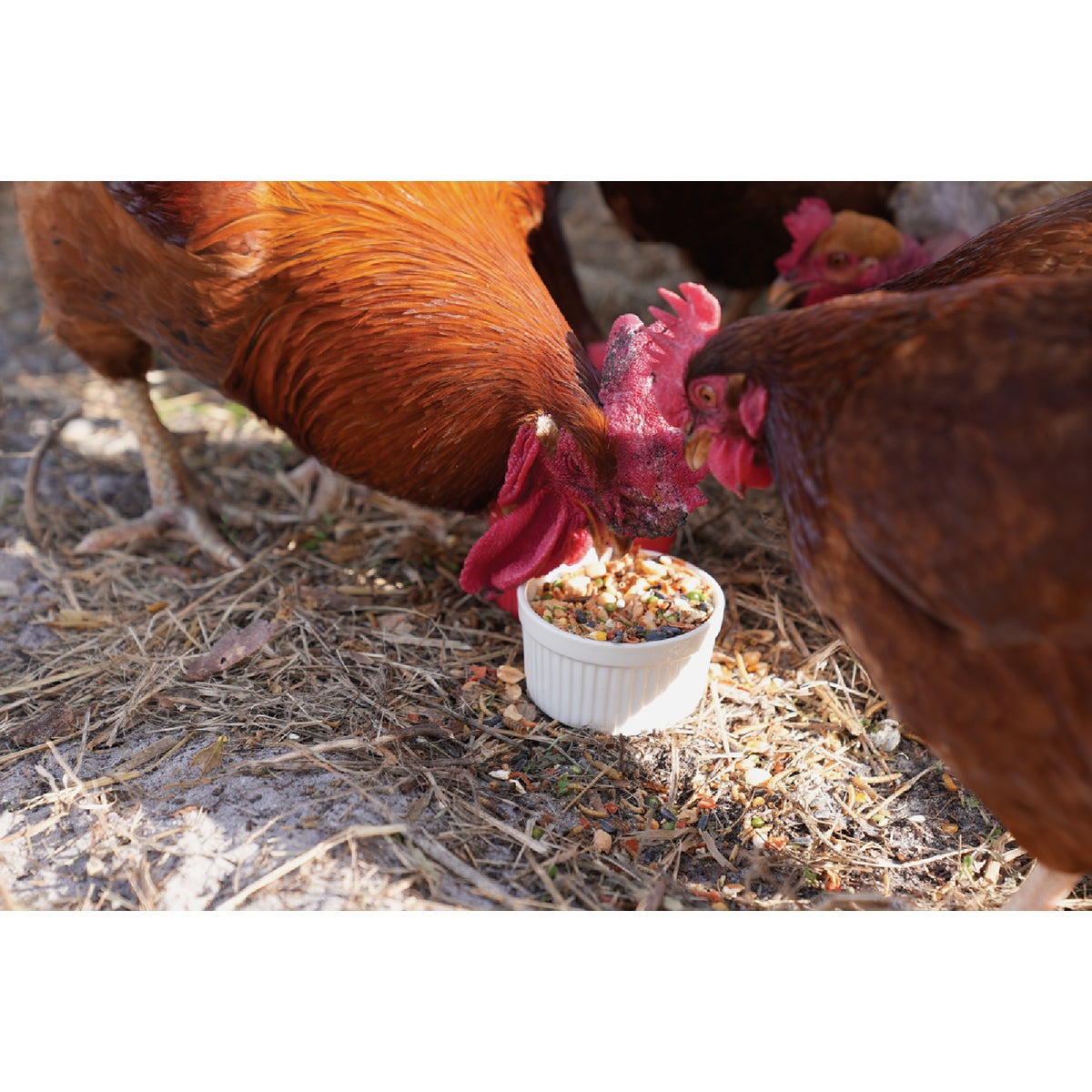 Wonder Garden Grub 6 Lb. Feed Supplement Image 3