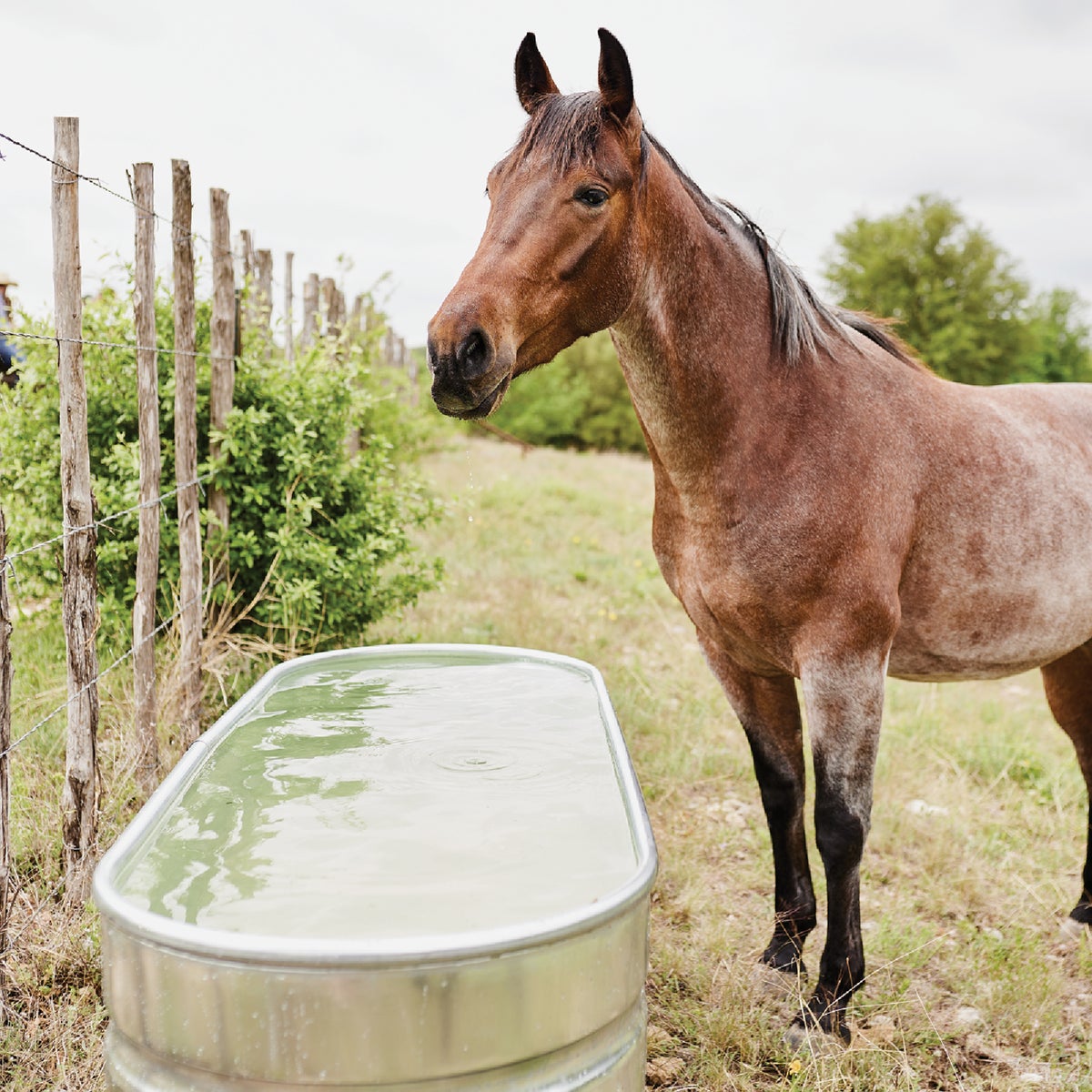 Tarter 169 Gal. Zinc-Coated Steel Galvanized Stock Tank Image 2