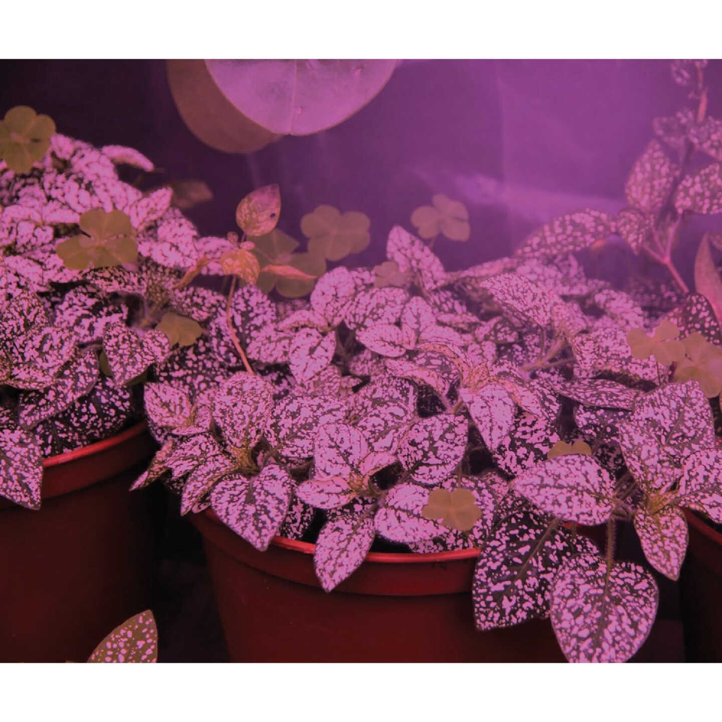 Miracle LED Kitchen Gardener 9W LED Grow Light Kit with SproutMatic Timer Image 3