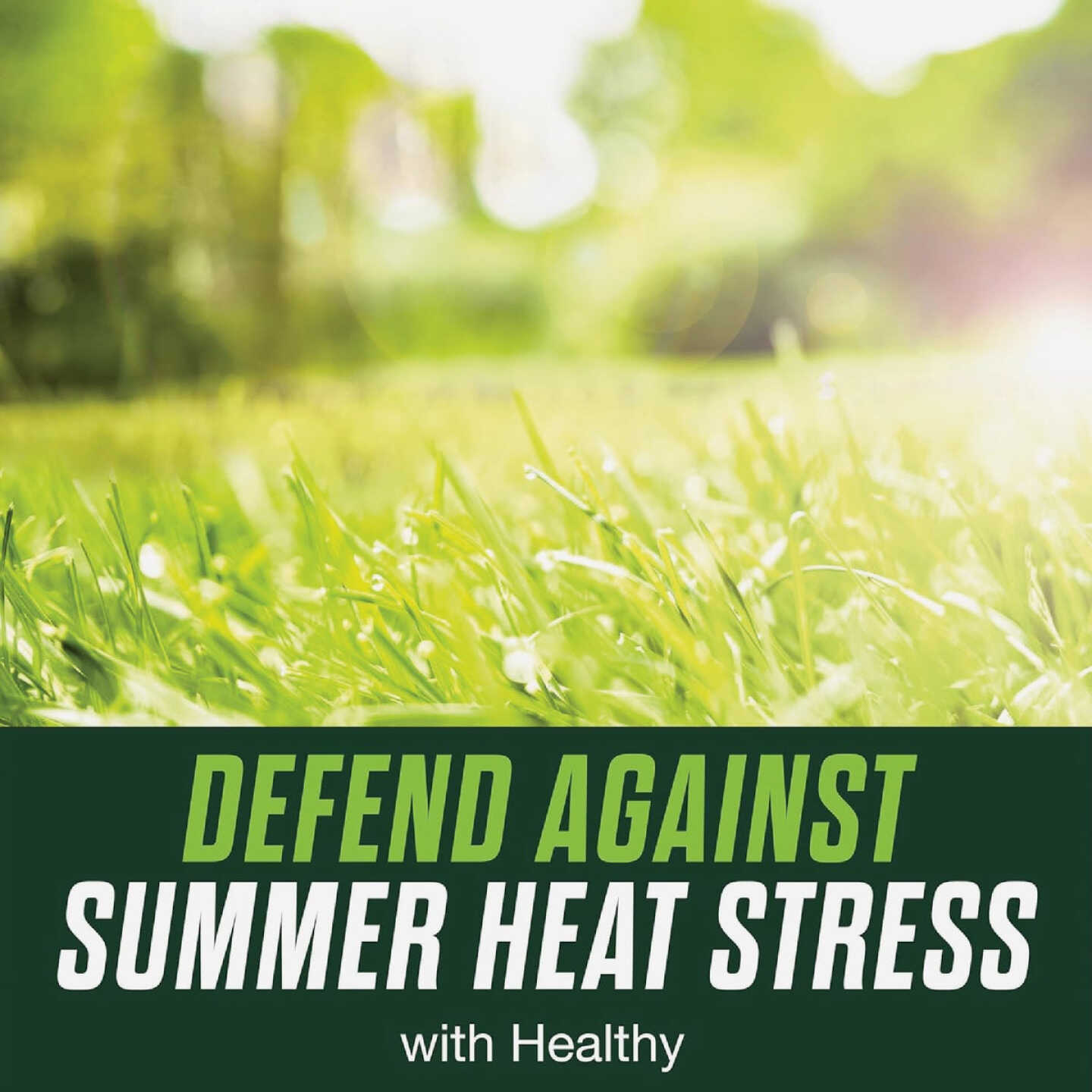 Scotts Turf Builder Healthy Plus Lawn Food FL 4000 Sq. Ft. 2-In-1 Fungicide & Fertilizer Image 2