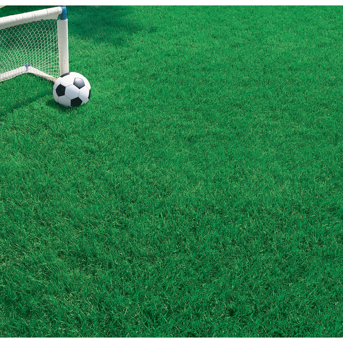 Wonderlawn Quick Lawn 3 Lb. 900 Sq. Ft. Coverage Annual & Perennial Ryegrass Grass Seed Image 3