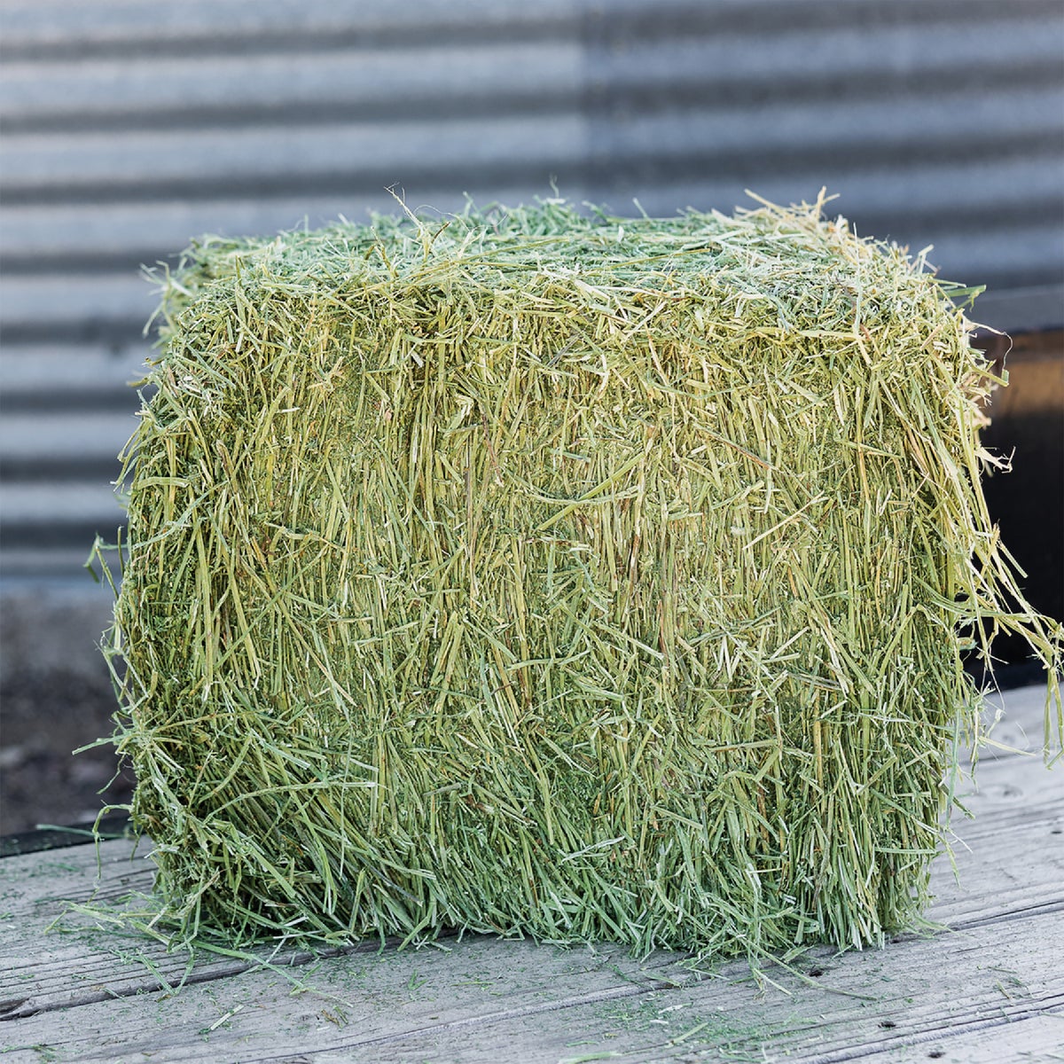 Standlee Premium Western Forage 50 Lb. Certified Alfalfa Compressed Bale Image 7