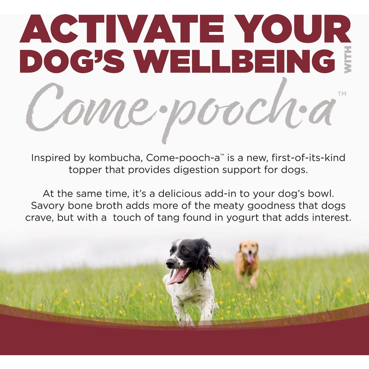 NutriSource Come-Pooch-a 12 Oz. Beef Bone Broth Recipe Image 6