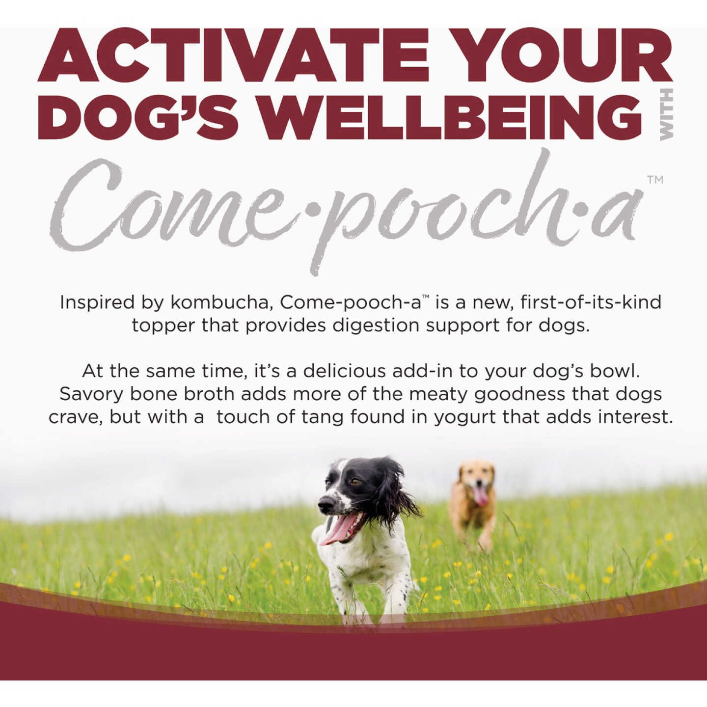 NutriSource Come-Pooch-a 12 Oz. Beef Bone Broth Recipe Image 6