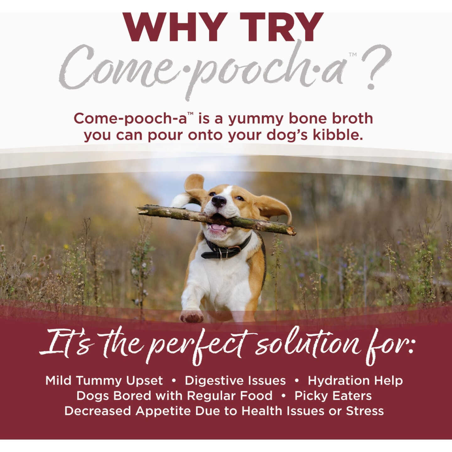 NutriSource Come-Pooch-a 12 Oz. Beef Bone Broth Recipe Image 3