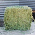 Standlee Premium Western Forage 50 Lb. Premium Timothy Grab & Go Compressed Bale Image 5