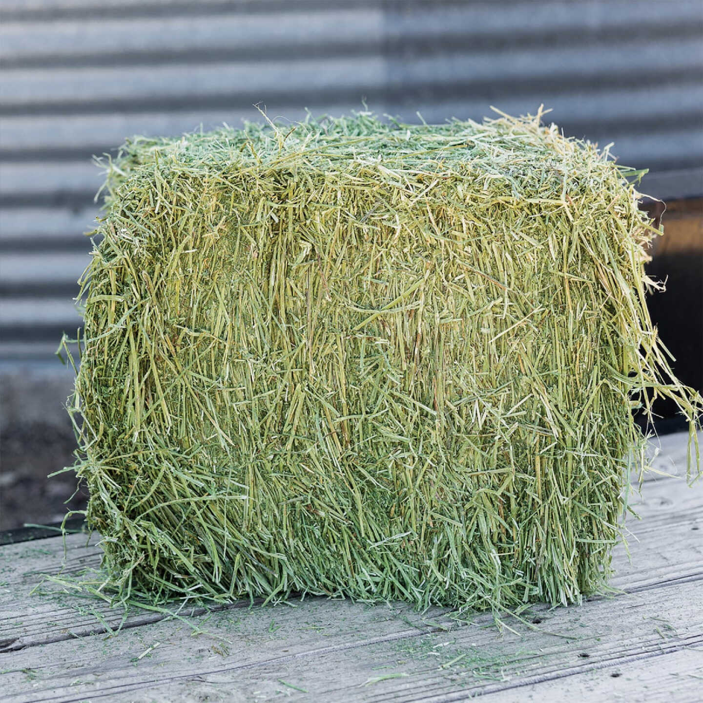 Standlee Premium Western Forage 50 Lb. Premium Timothy Grab & Go Compressed Bale Image 5
