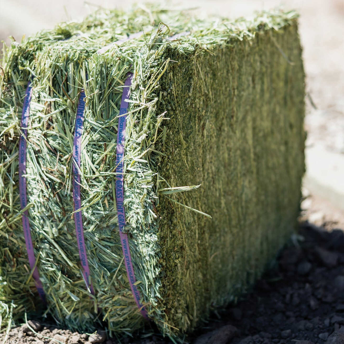Standlee Premium Western Forage 50 Lb. Premium Timothy Grab & Go Compressed Bale Image 6