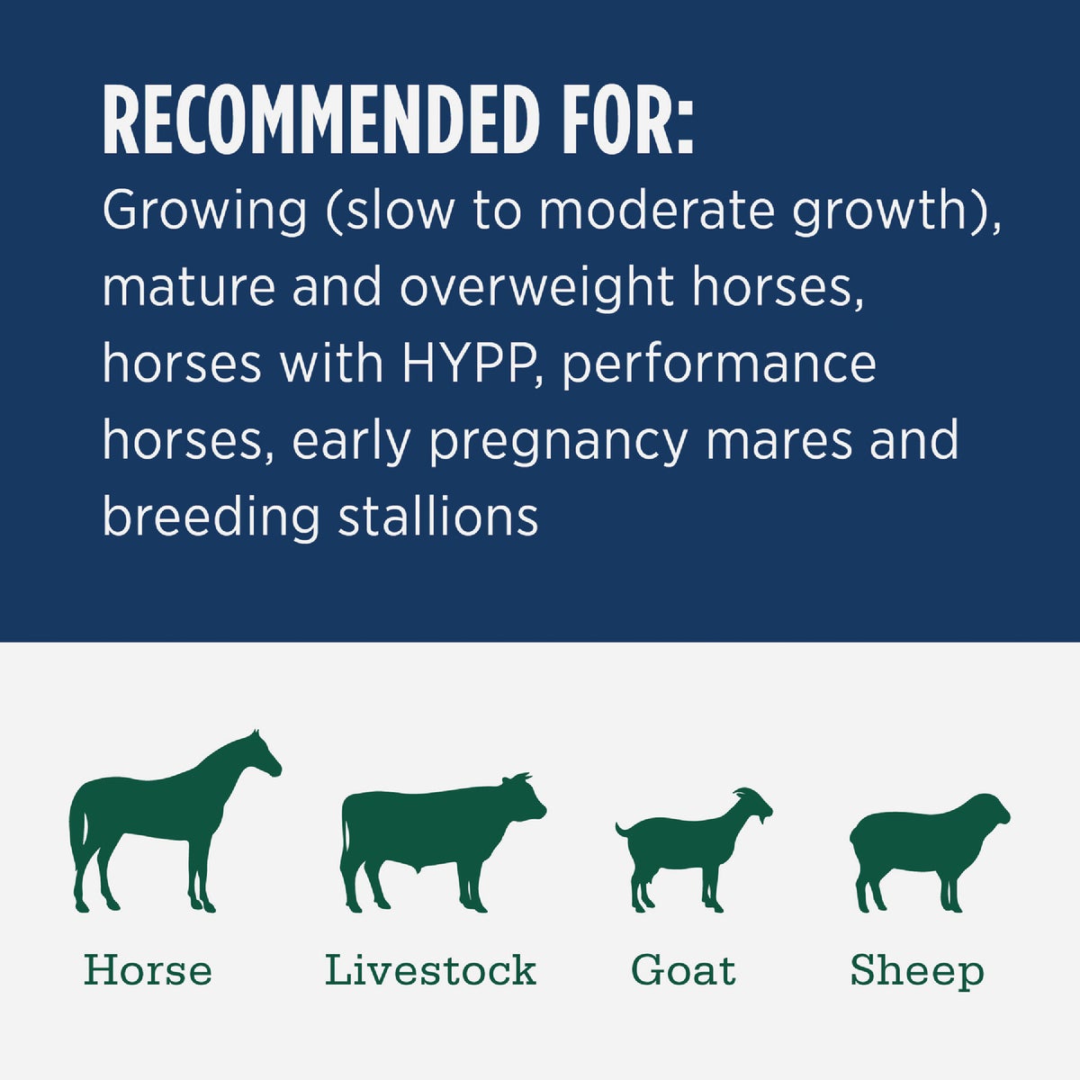 Standlee Premium Western Forage 50 Lb. Premium Timothy Grab & Go Compressed Bale Image 3