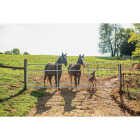 Tarter Watchman 50 In. H. x 16 Ft. L. x 1-3/4 In. Tube Diameter Galvanized Tube Gate Image 2