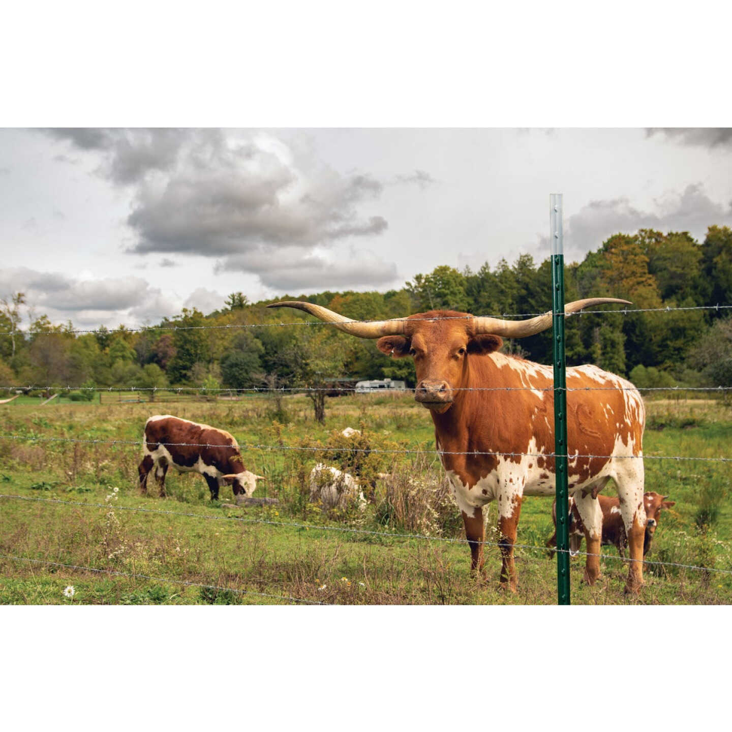 Franklin Industries 8 Ft. 1.33 Lb./Ft. Fence T-Post Image 2