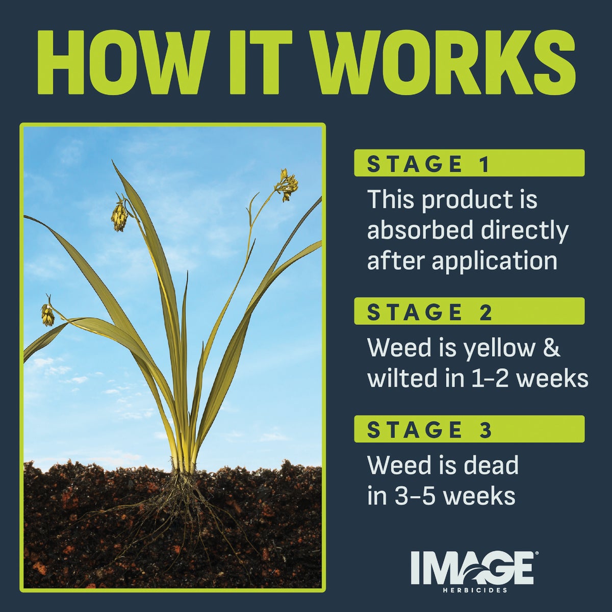 Image 24 Oz. Concentrate Southern Lawn Nutsedge & Weed Killer Image 5