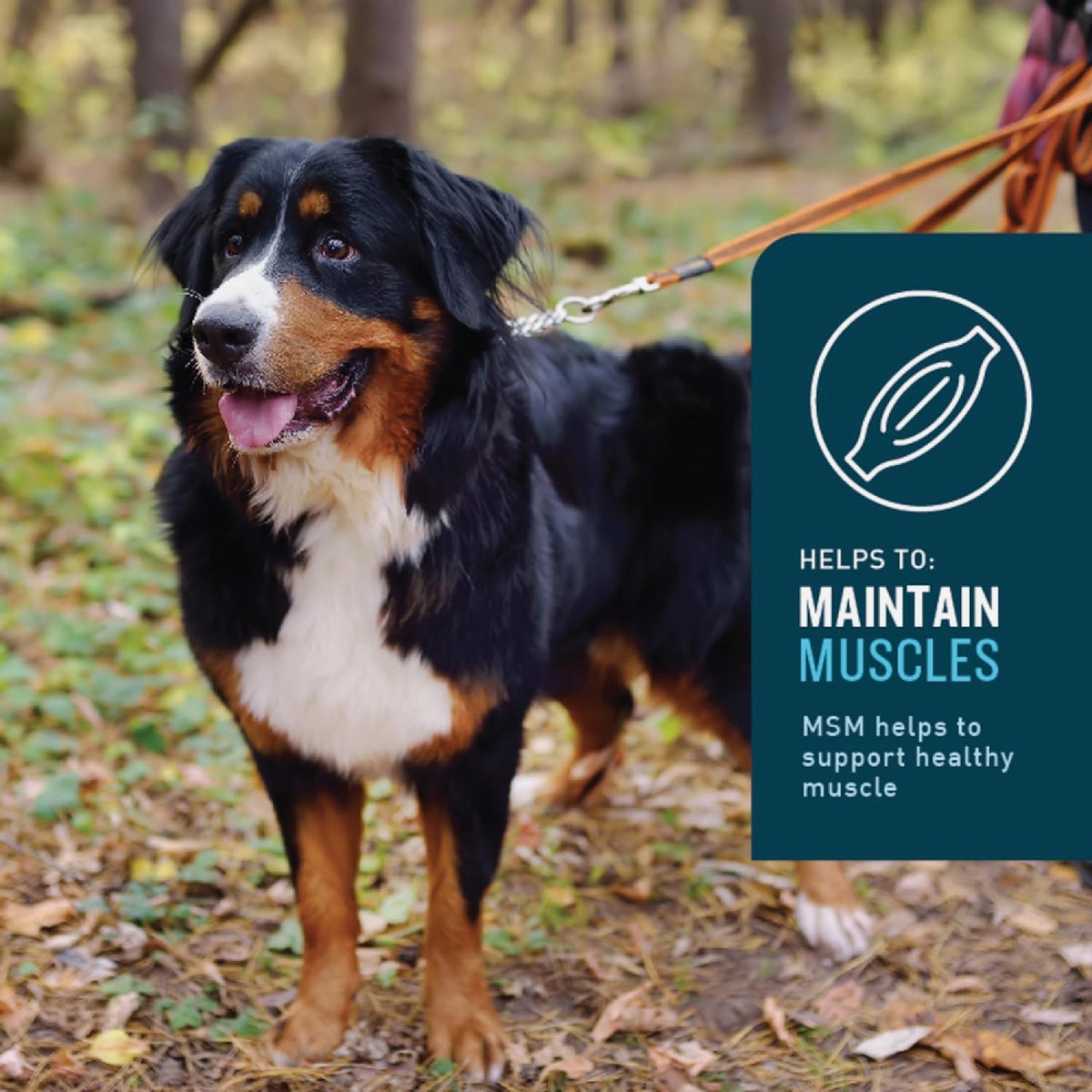 VetIQ 7.4 Oz. Chicken Flavored Hip & Joint Dog Chew (60-Pack) Image 4