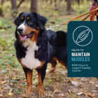 VetIQ 7.4 Oz. Chicken Flavored Hip & Joint Dog Chew (60-Pack) Image 4