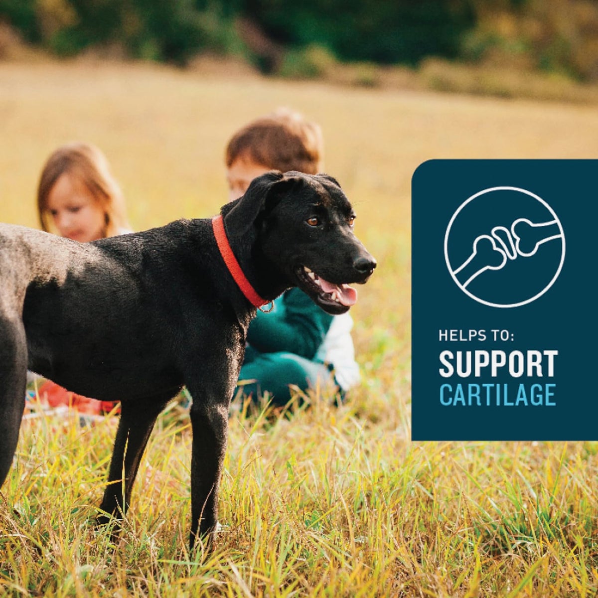 VetIQ 7.4 Oz. Chicken Flavored Hip & Joint Dog Chew (60-Pack) Image 2