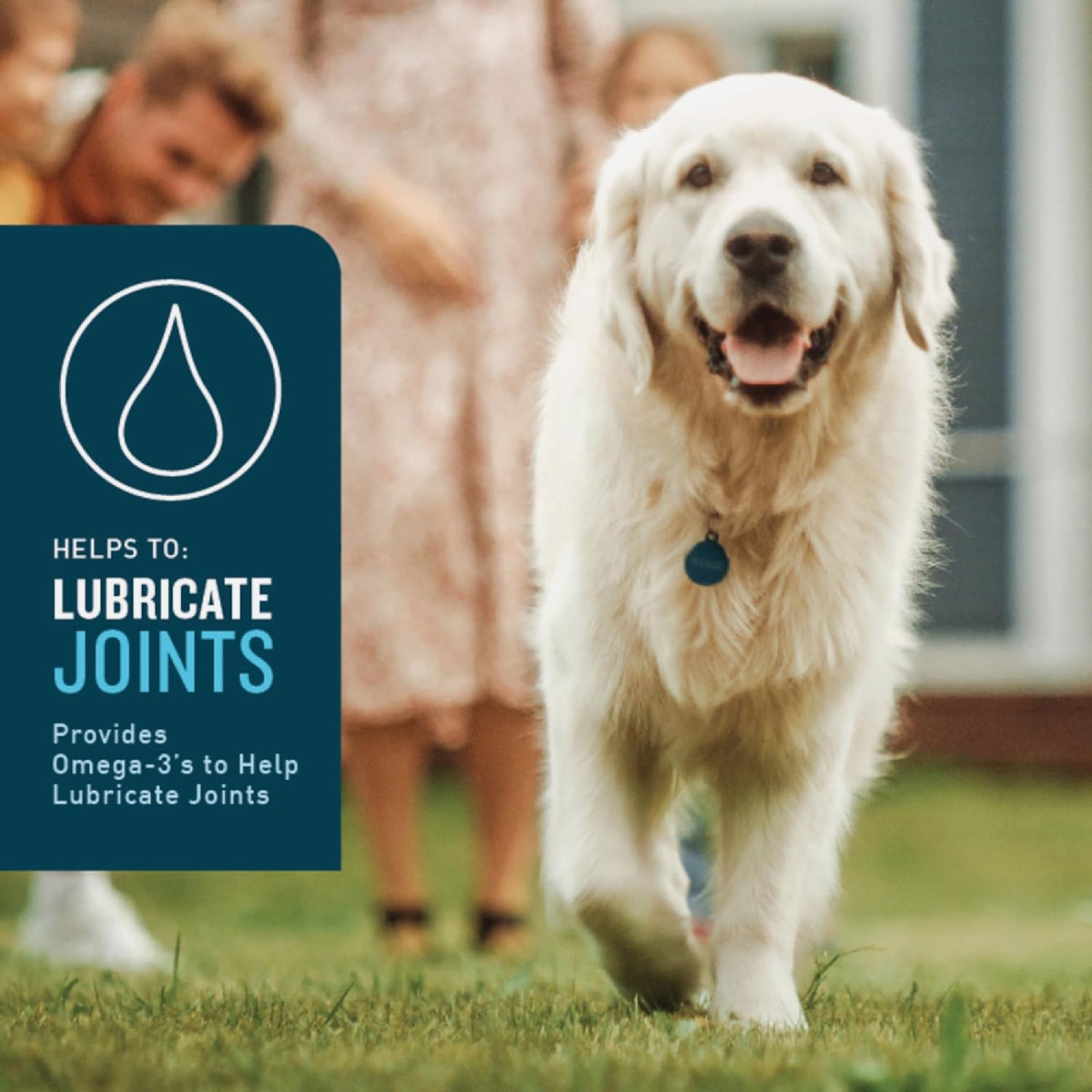 VetIQ 7.4 Oz. Chicken Flavored Hip & Joint Dog Chew (60-Pack) Image 3