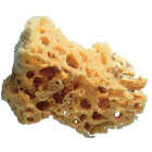Trimaco SuperTuff 5 to 6 In. Natural Grass Sea Sponge Image 1