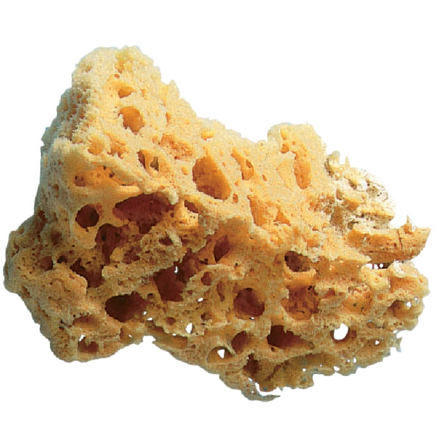 Trimaco SuperTuff 5 to 6 In. Natural Grass Sea Sponge Image 1