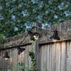 Lumineo 15 Ft. 10-Light Warm White LED Outdoor Party String Light Set Image 2