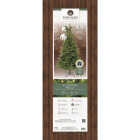 Everlands 6 Ft. Warm White/Multi LED Allison Pine Christmas Tree Image 4